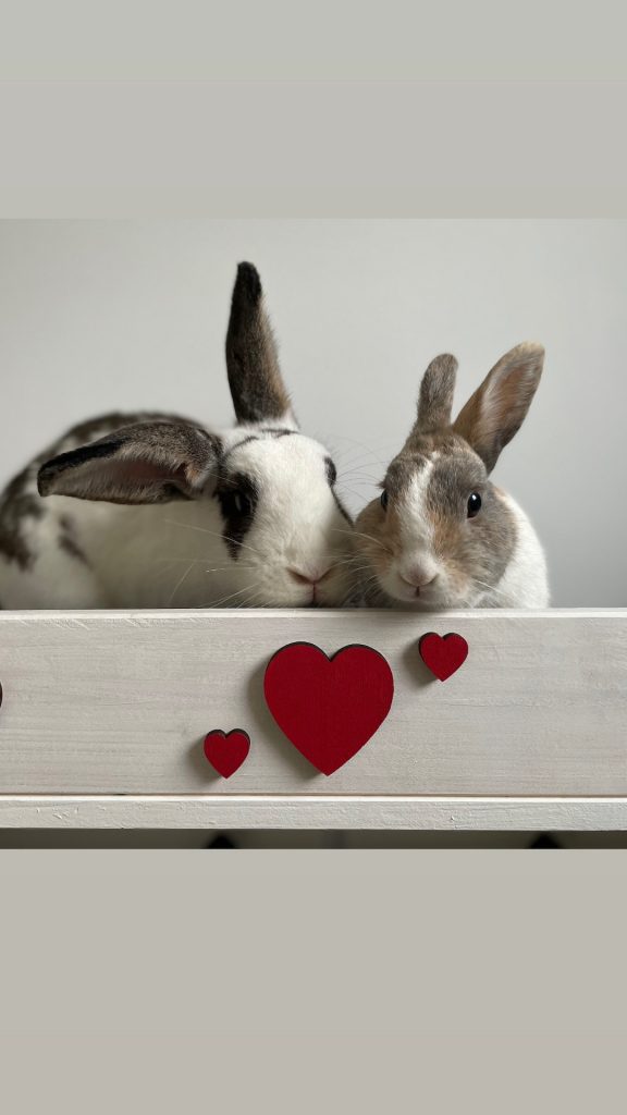 Tierphysiotherapie für Kleintiere wie Kaninchen in Kirchdorf an der Iller.