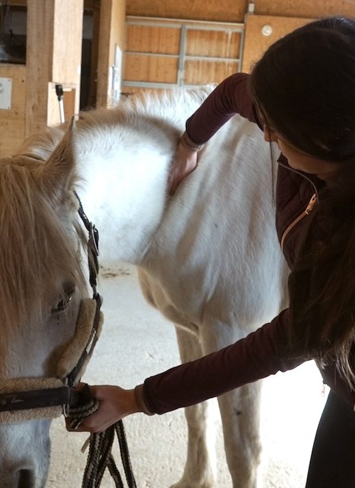 Michelle Wagner -Dorntherapeutin- behandelt den 6. Halswirbel eines weißen Pferdes mit der Dornmethode.