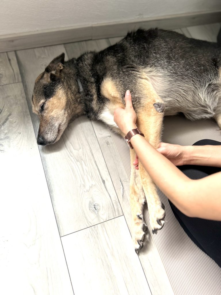 Älterer Hund liegt entspannt während einer Tierphysiotherapie Behandlung zur Linderung von Arthrose Beschwerden.
