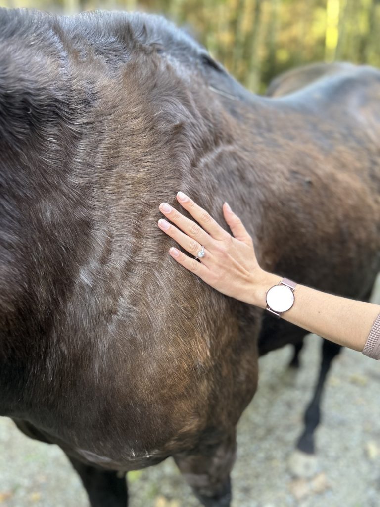 Tierphysiotherapie für Tiere in Kirchdorf an der Iller und Umgebung.