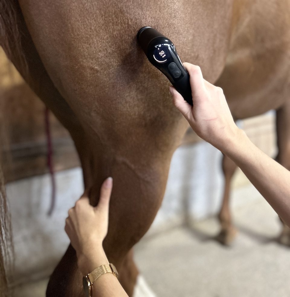 Behandlung von Muskelverspannungen beim Pferd mit dem Novafon.