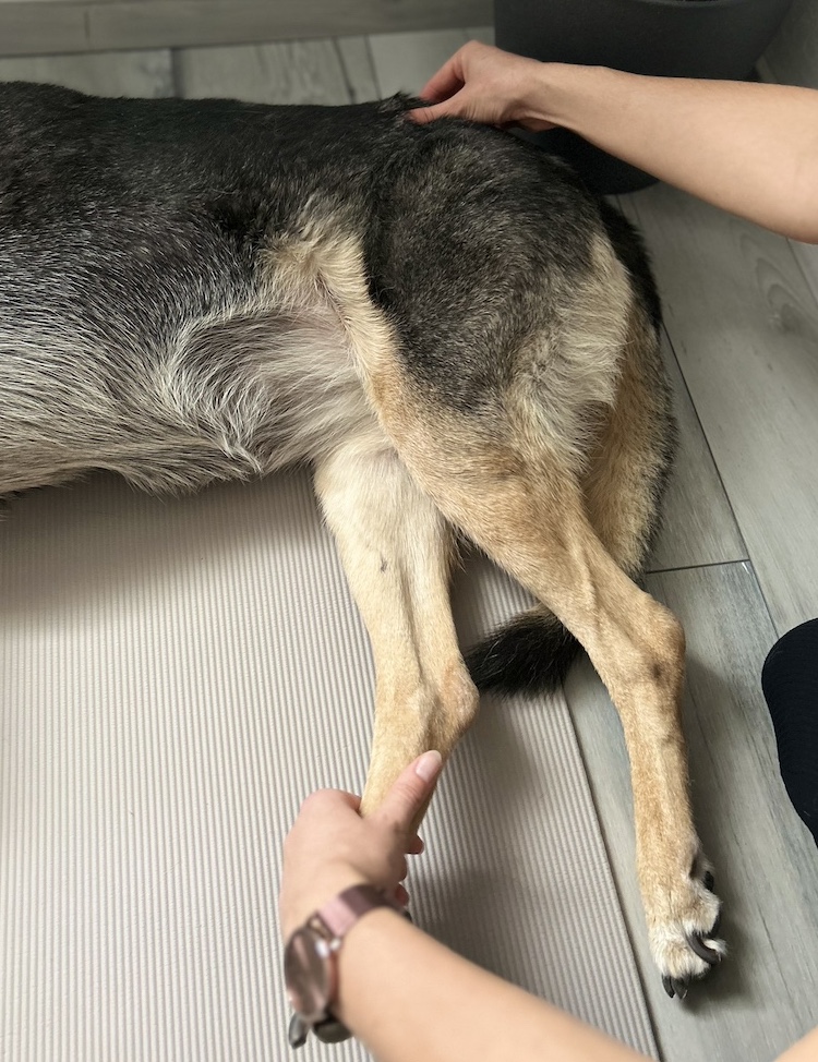 Behandlung des Beckens von einem Hund mit der Dornmethode.