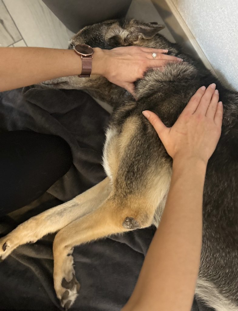 Michelle Wagner - Physiotherapie für Tiere, zeigt einen Ausschnitt der wohltuenden Lymphdrainaige am Hund.