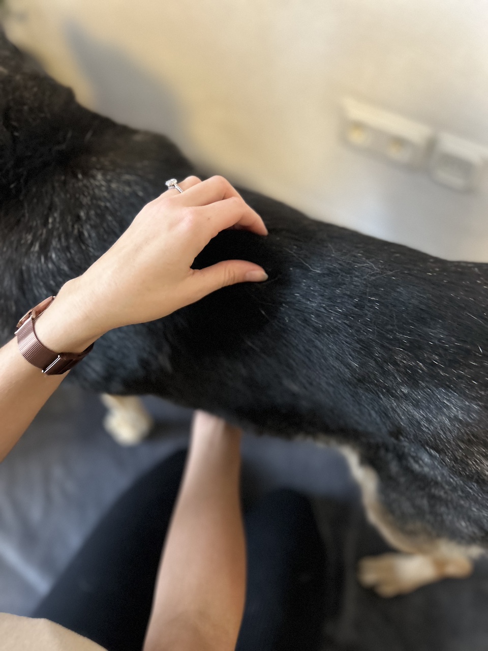 Wirbelsäulenbehandlung mit der Dorntherapie am Hund.