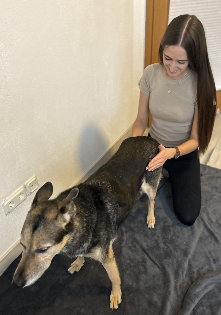 Tierphysiotherapeutin Michelle Wagner führt mit einem Hund propriozeptives Training zur Verbesserung von Koordination und Gleichgewicht durch.