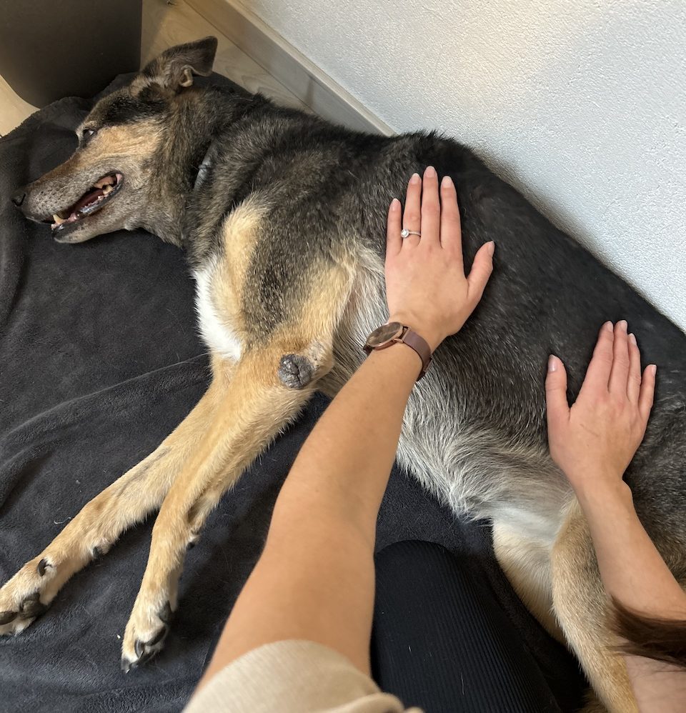 Michelle Wagner, Tier- und Dorntherapeutin, führt eine wohltuende Wellness-Massage bei einem Hund durch.