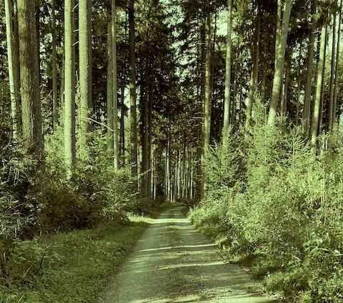 Ein Feldweg im Wald umringt von Bäumen und Büschen.