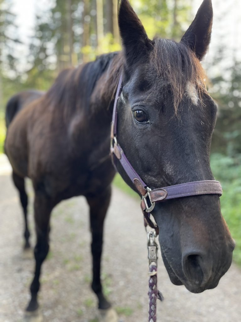Seniorenpferd bei physiotherapeutischer Behandlung.
