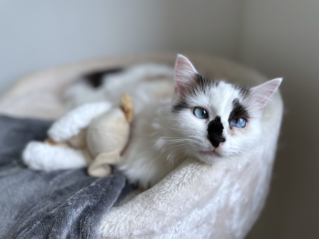 Tierphysiotherapie für Katzen in Kirchdorf an der Iller und Umgebung.
