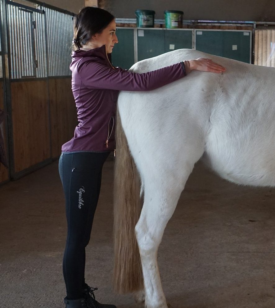 Die Inhaberin Michelle Wagner führt die Palpation des Beckens an einem weißen Pferd aus.