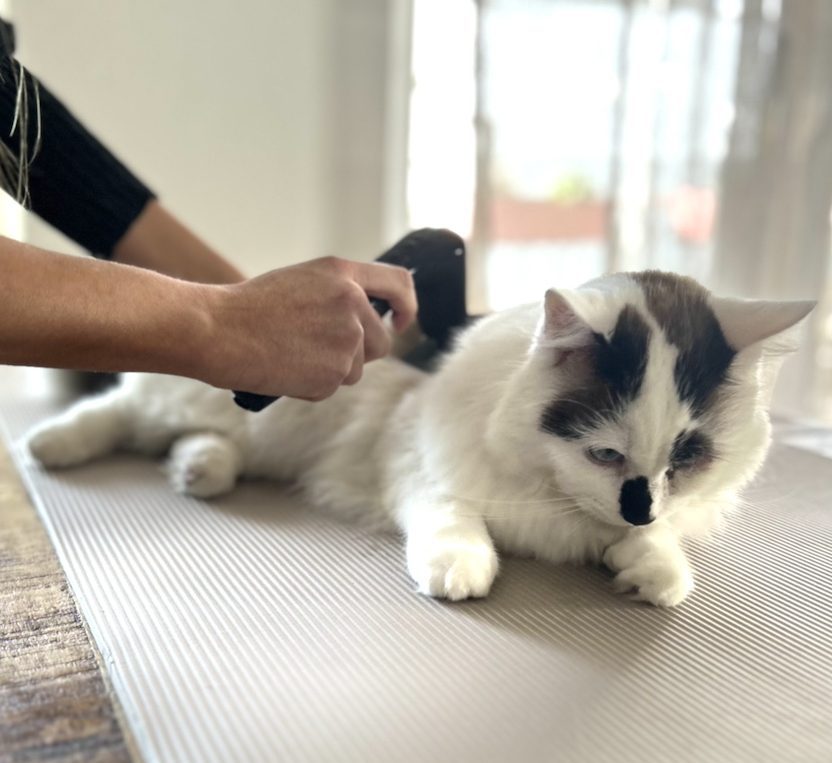 Sanfte Novafon Behandlung bei einer Katze zur Schmerzlinderung und Lösung von Muskelverspannungen.