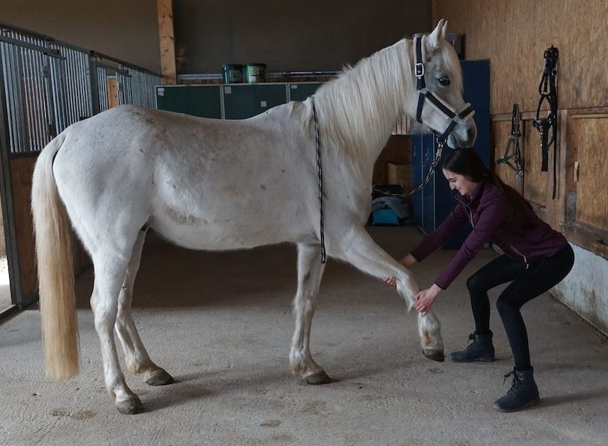 Michelle Wagner, Tier- und Dorntherapeutin, dehnt die Vordergliedmaße eines Pferdes zur Lockerung der Muskulatur mit Hilfe der manuellen Therapie.