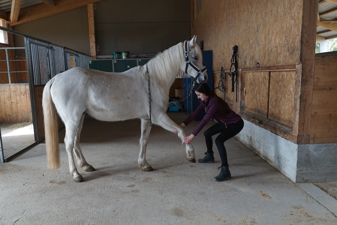 Dehnung der Vordergliedmaße bei einem weißen Pferd durch Pferdephysiotherapie zur Förderung der Beweglichkeit.