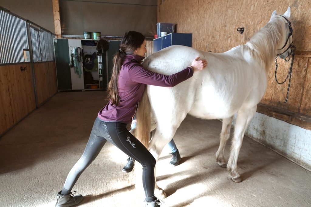 Weißes Pferd wird mit Dorntherapie am Becken behandelt zur Wiederherstellung der Körperstatik.