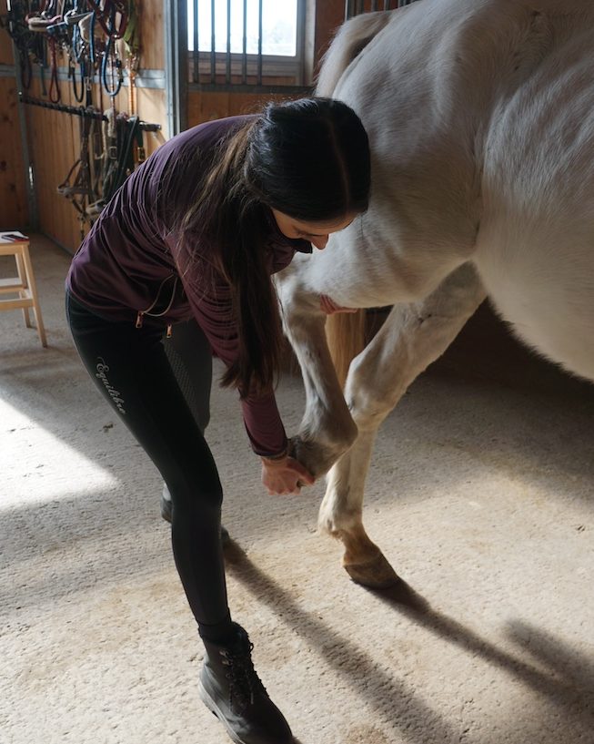 Michelle Wagner, Tier- und Dorntherapeutin, behandelt das Sprunggelenk eines weißen Pferdes mit der Dornmethode.